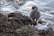 scholekster (Haematopus ostralegus) 2-2019 7965